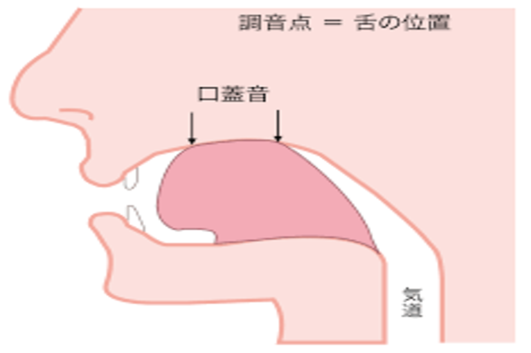 MFT (Oral Myofunctional Therapy)